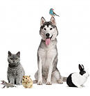 Pets & Animals Package