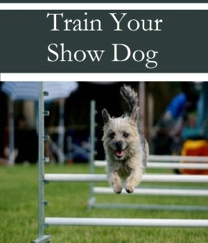 Train Your Show Dog